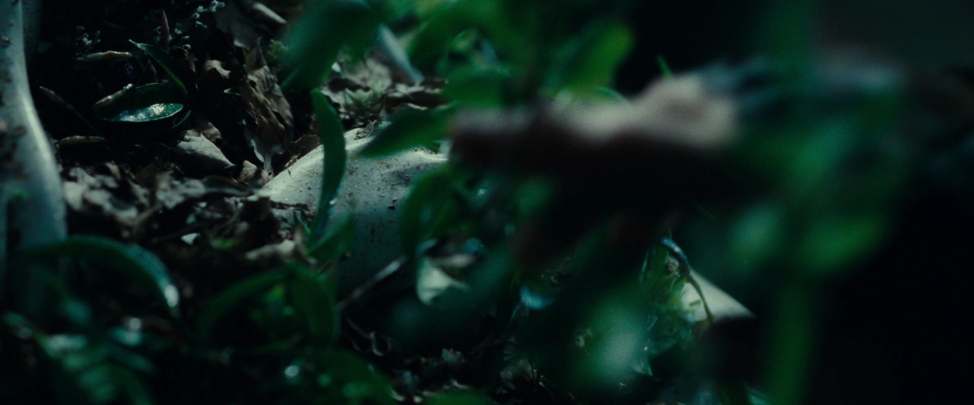 The Lord of the Rings: The Fellowship of the Ring (2001) screencap 12465