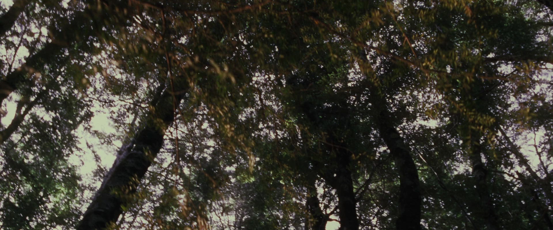 The Lord of the Rings: The Fellowship of the Ring (2001) screencap 17742