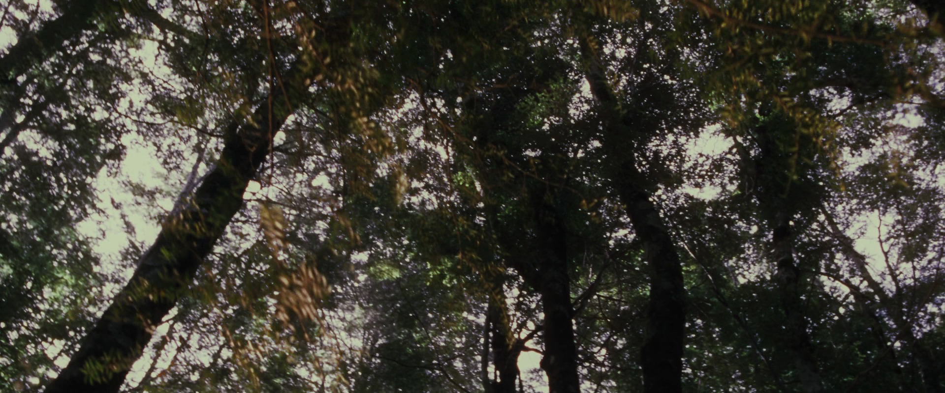 The Lord of the Rings: The Fellowship of the Ring (2001) movie still 17743