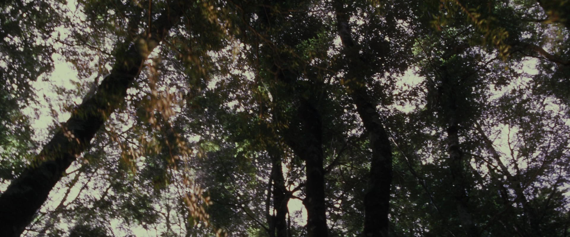 The Lord of the Rings: The Fellowship of the Ring (2001) HD screenshot 17744