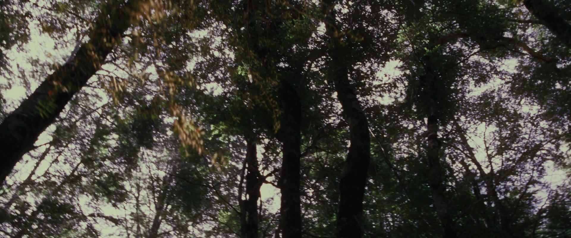 The Lord of the Rings: The Fellowship of the Ring (2001) screencap 17745