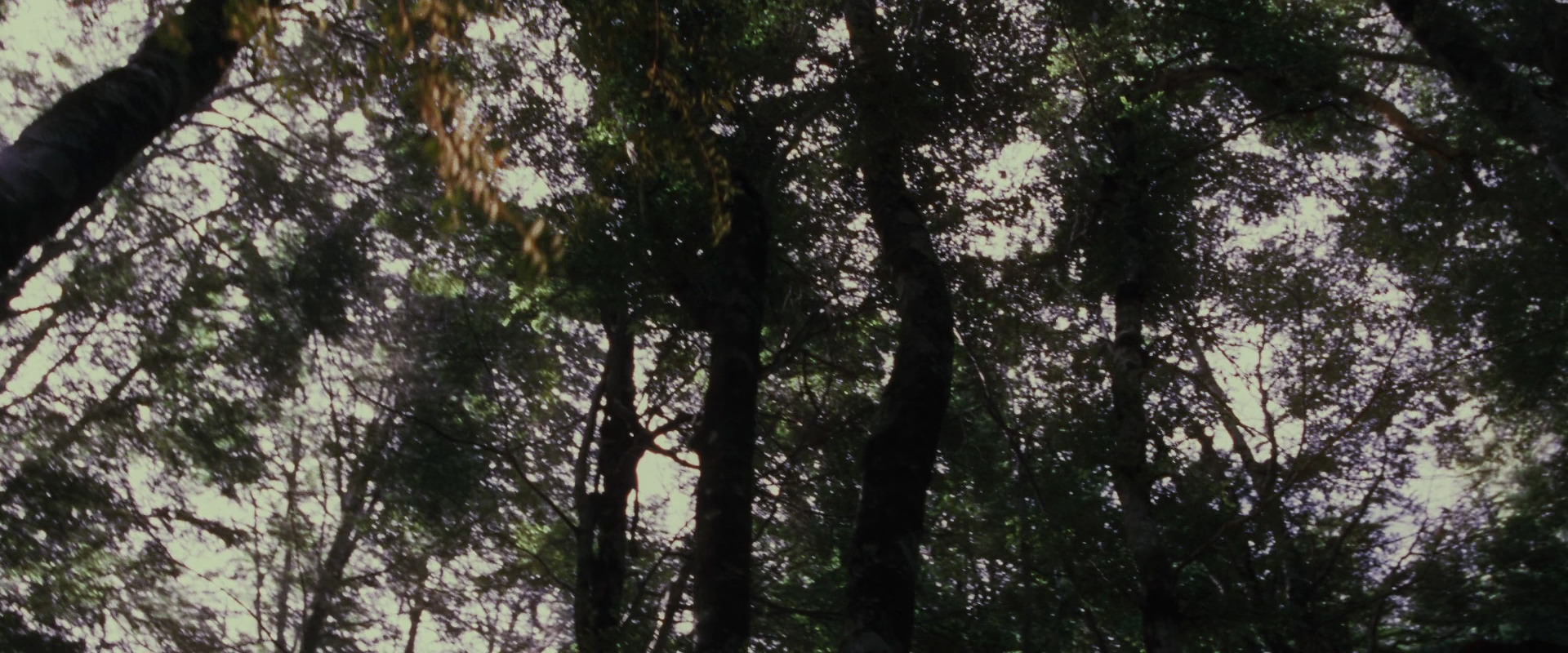 The Lord of the Rings: The Fellowship of the Ring (2001) movie still 17746