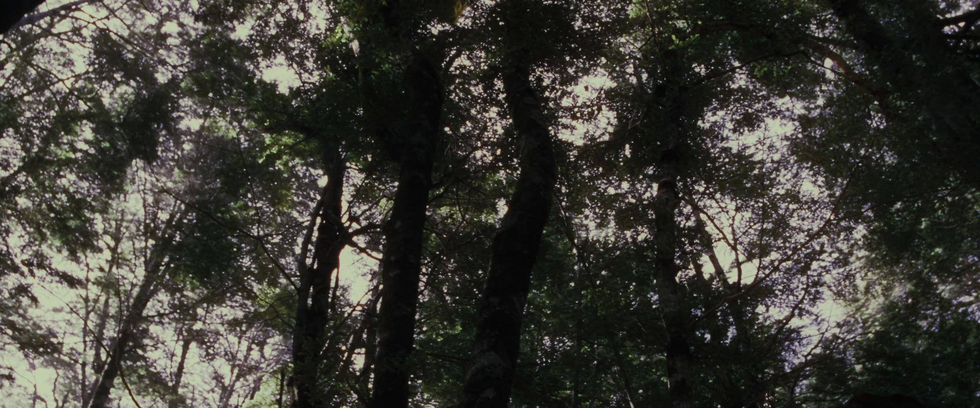 The Lord of the Rings: The Fellowship of the Ring (2001) screencap 17748