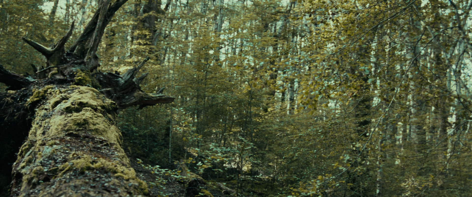 The Lord of the Rings: The Fellowship of the Ring (2001) movie still 20569