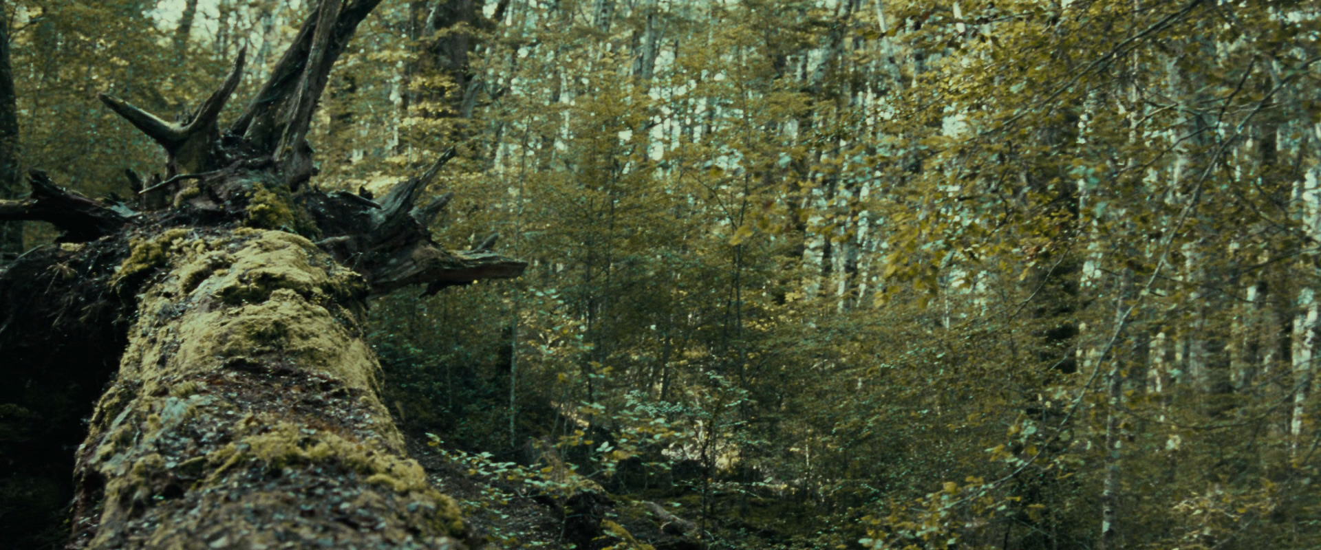 The Lord of the Rings: The Fellowship of the Ring (2001) HD screenshot 20570