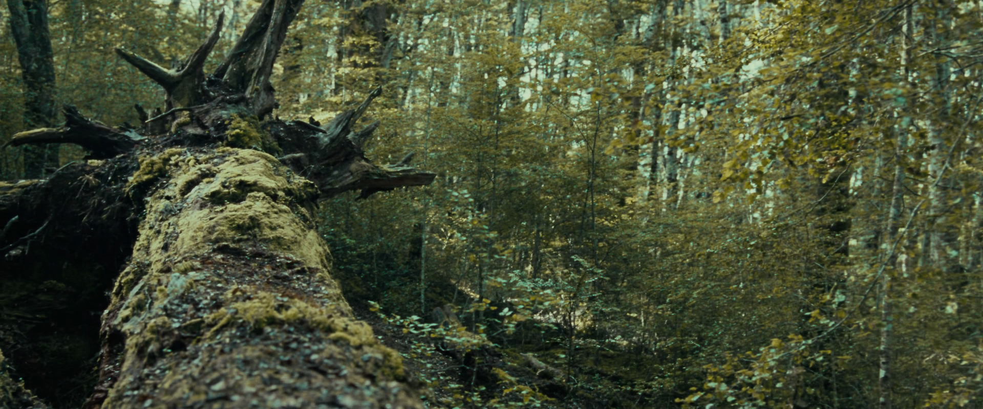 The Lord of the Rings: The Fellowship of the Ring (2001) movie still 20572