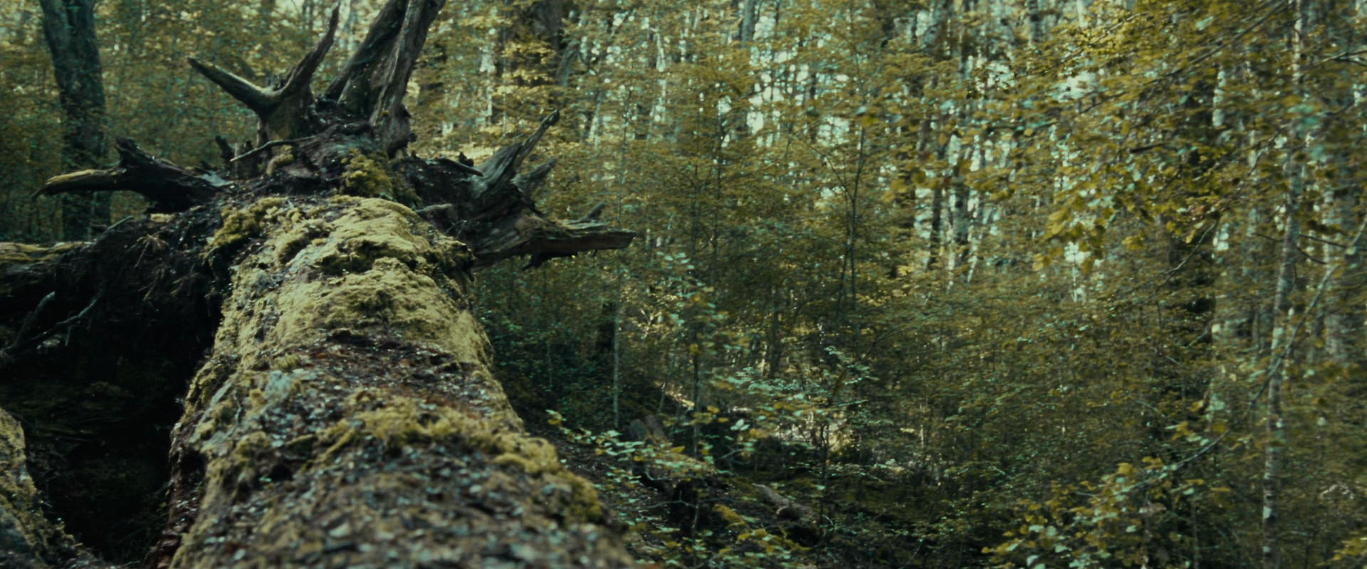 The Lord of the Rings: The Fellowship of the Ring (2001) HD screenshot 20573