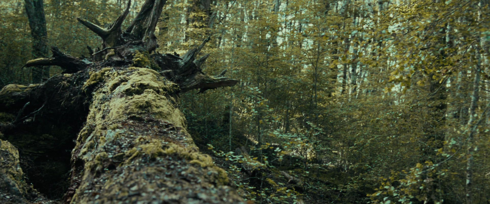 The Lord of the Rings: The Fellowship of the Ring (2001) screencap 20574