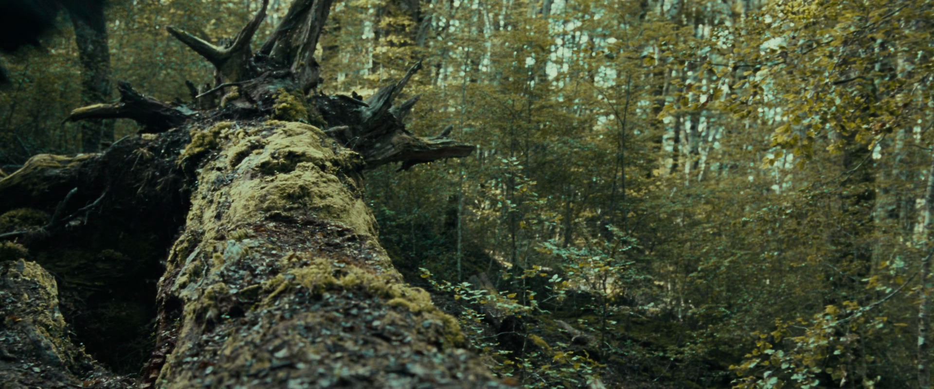 The Lord of the Rings: The Fellowship of the Ring (2001) movie still 20575