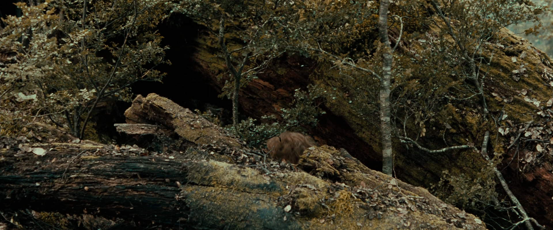 The Lord of the Rings: The Fellowship of the Ring (2001) movie still 22006