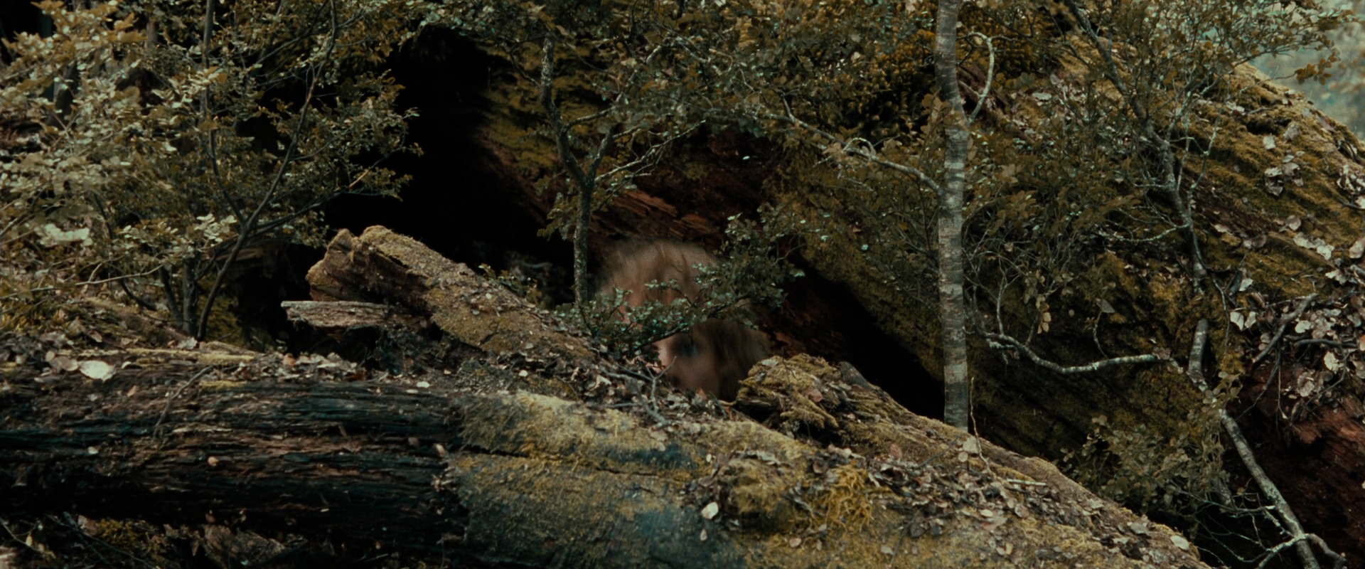 The Lord of the Rings: The Fellowship of the Ring (2001) HD screenshot 22007