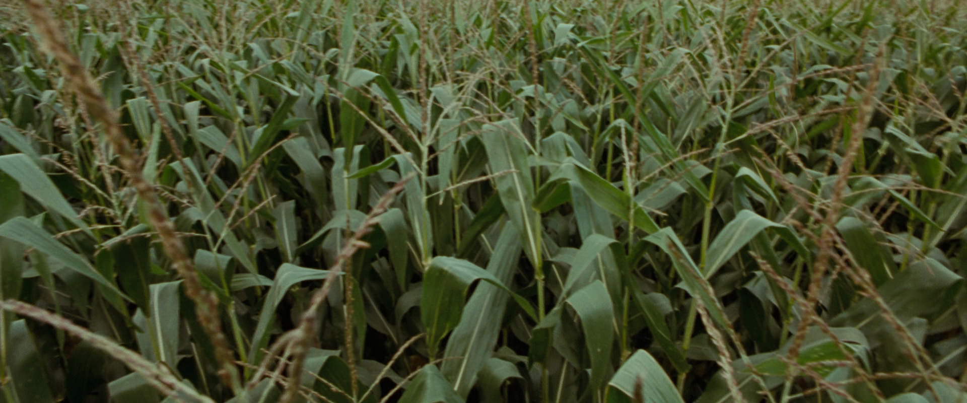 The Lord of the Rings: The Fellowship of the Ring (2001) screencap 5904
