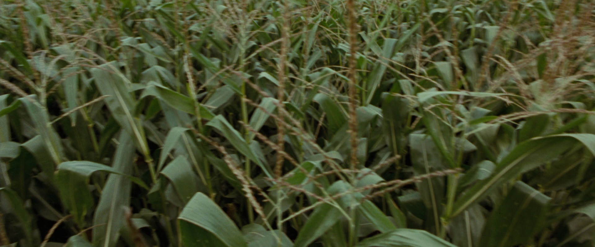 The Lord of the Rings: The Fellowship of the Ring (2001) screencap 5907