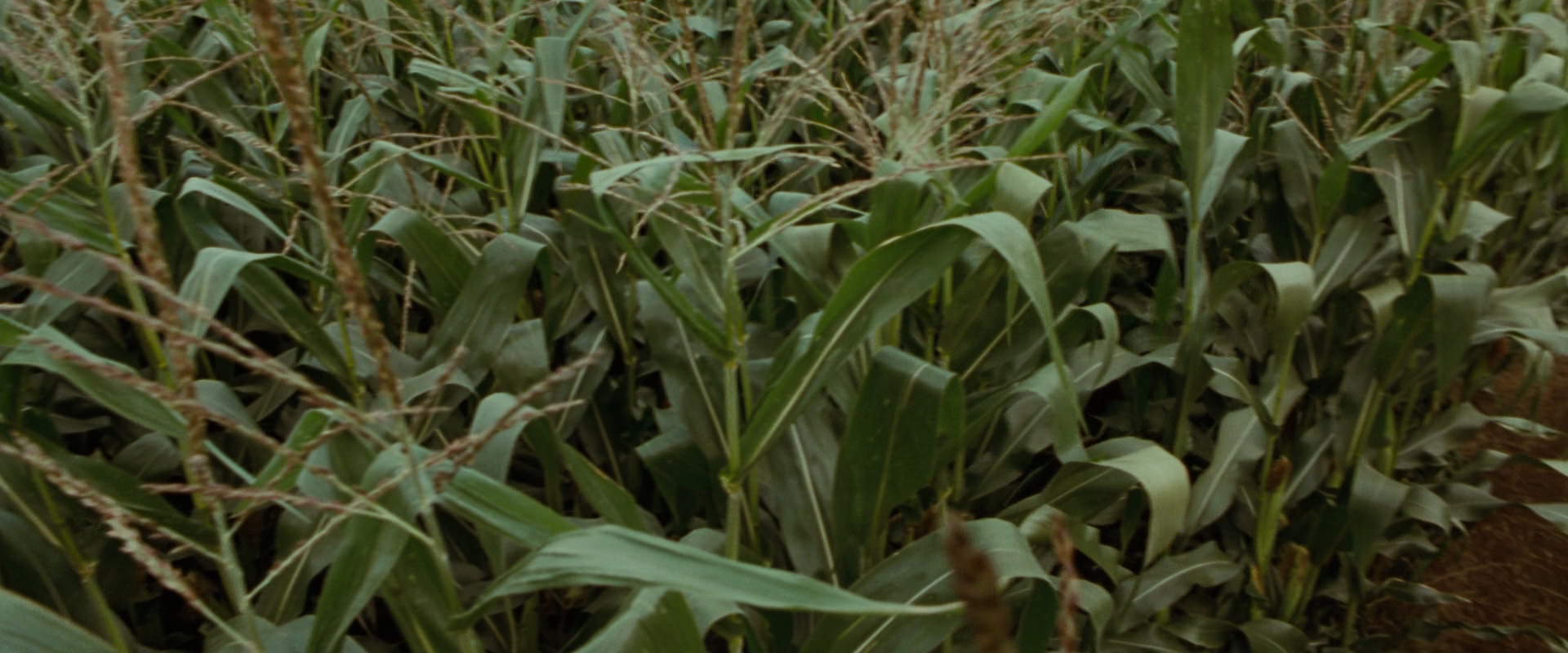 The Lord of the Rings: The Fellowship of the Ring (2001) screencap 5910