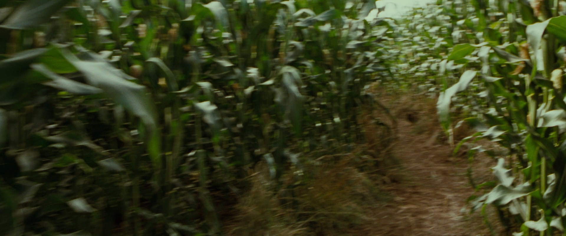 The Lord of the Rings: The Fellowship of the Ring (2001) screencap 5937