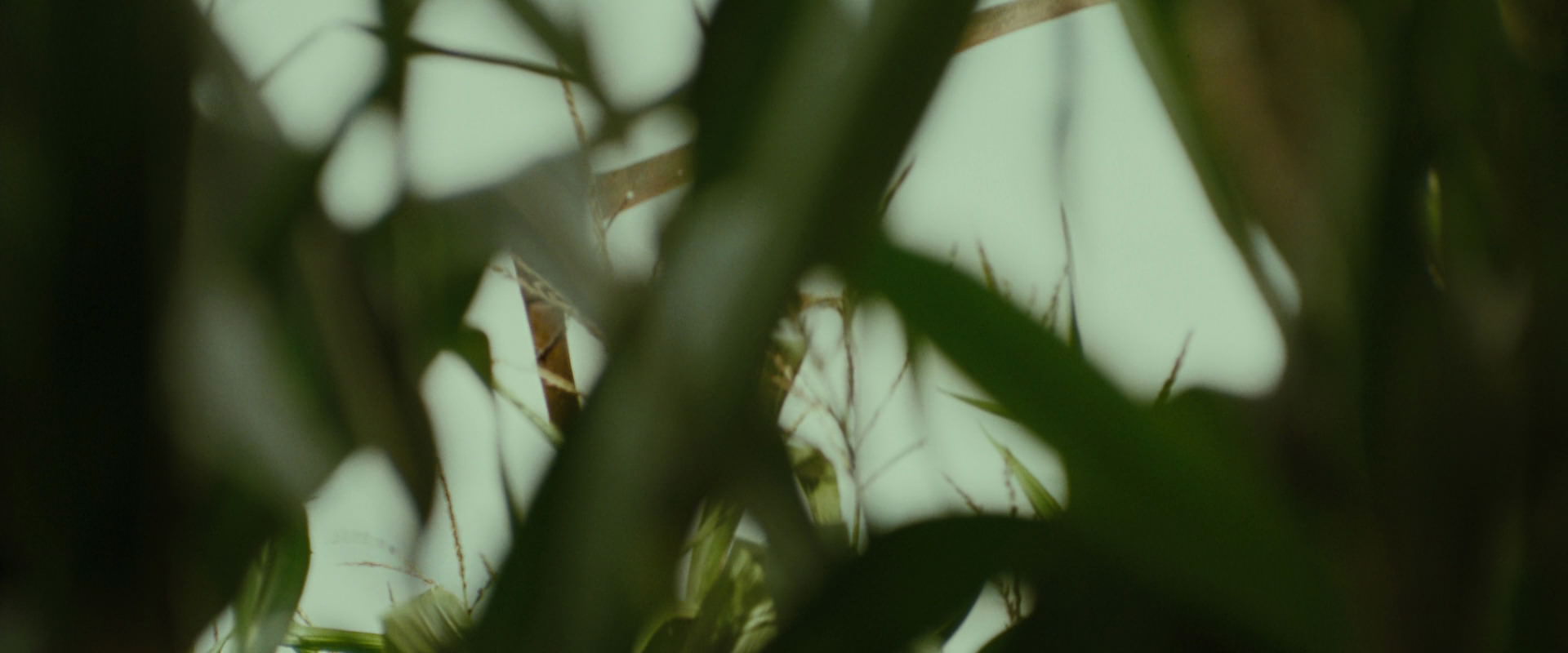 The Lord of the Rings: The Fellowship of the Ring (2001) screencap 6006