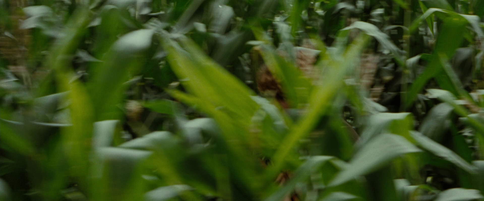 The Lord of the Rings: The Fellowship of the Ring (2001) screencap 6027