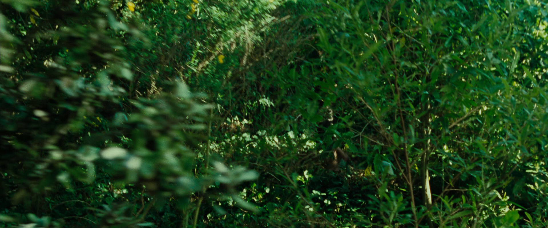 The Lord of the Rings: The Fellowship of the Ring (2001) screencap 6333