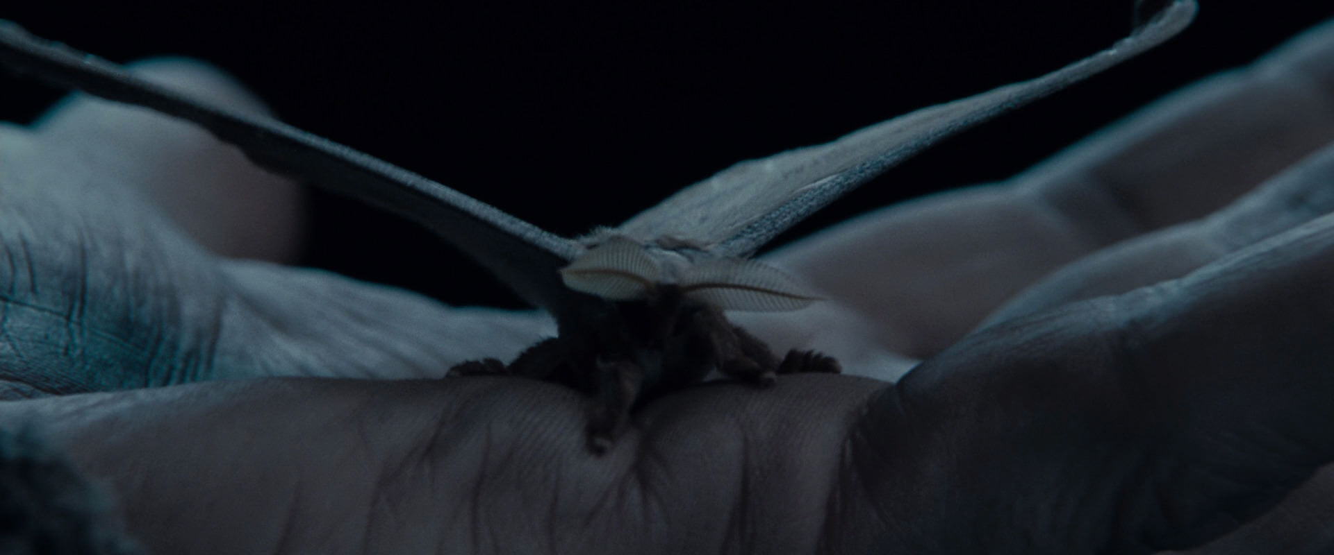 The Lord of the Rings: The Fellowship of the Ring (2001) screencap 8892