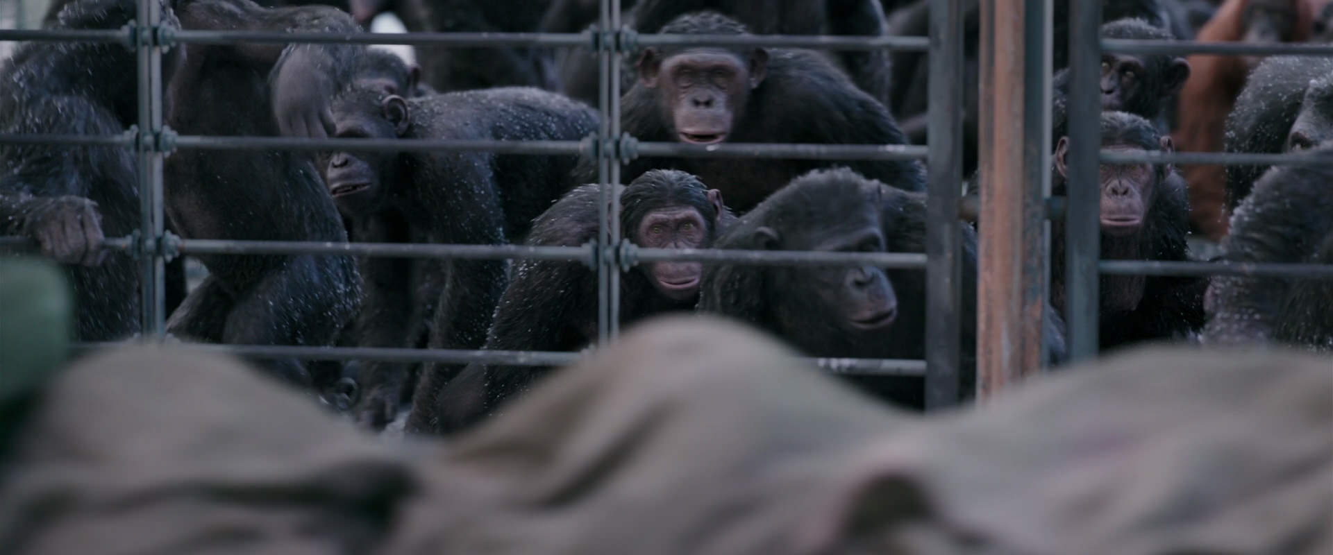 War for the Planet of the Apes (2017) screencap 10131
