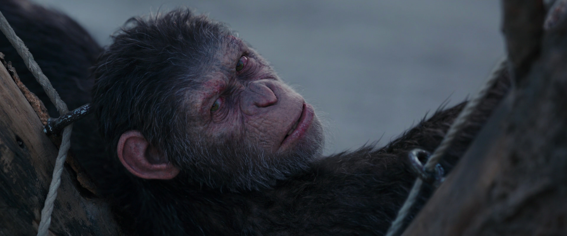 War for the Planet of the Apes (2017) movie still 10156