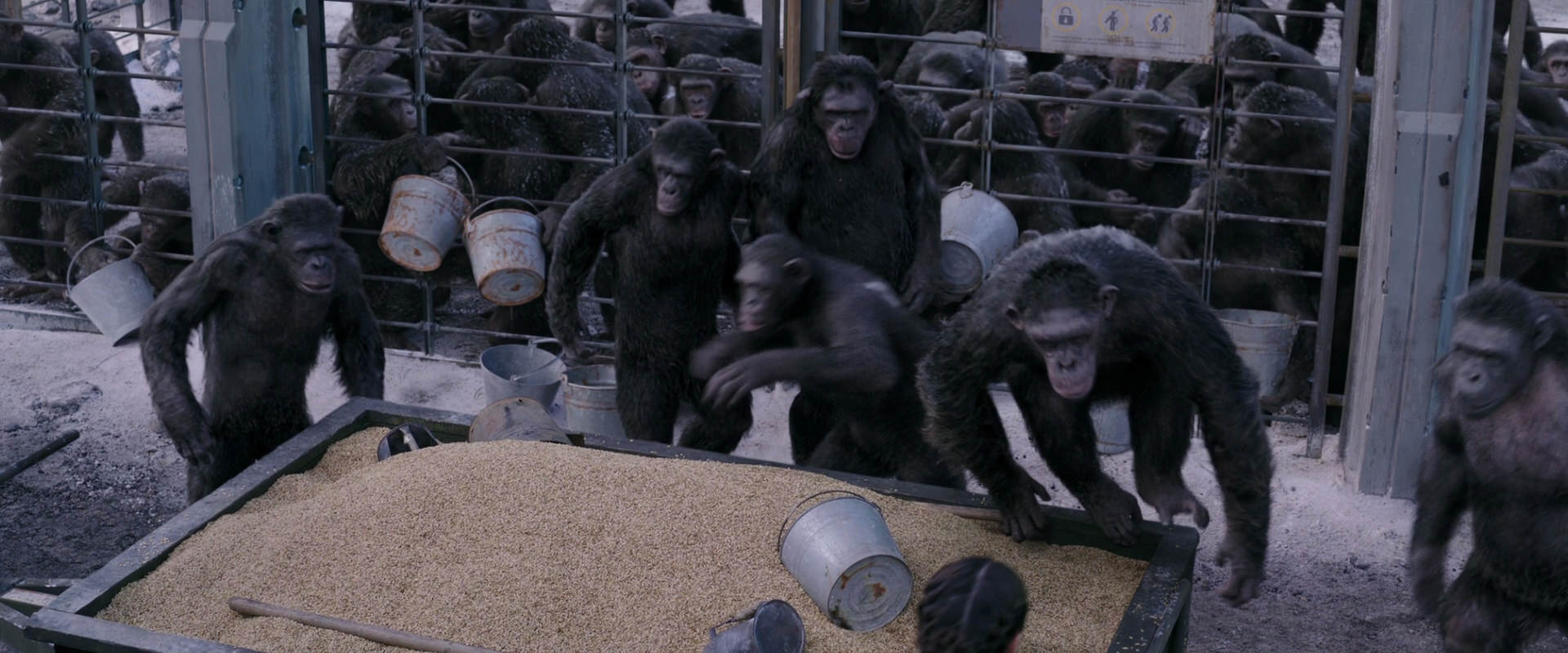 War for the Planet of the Apes (2017) HD screenshot 10169
