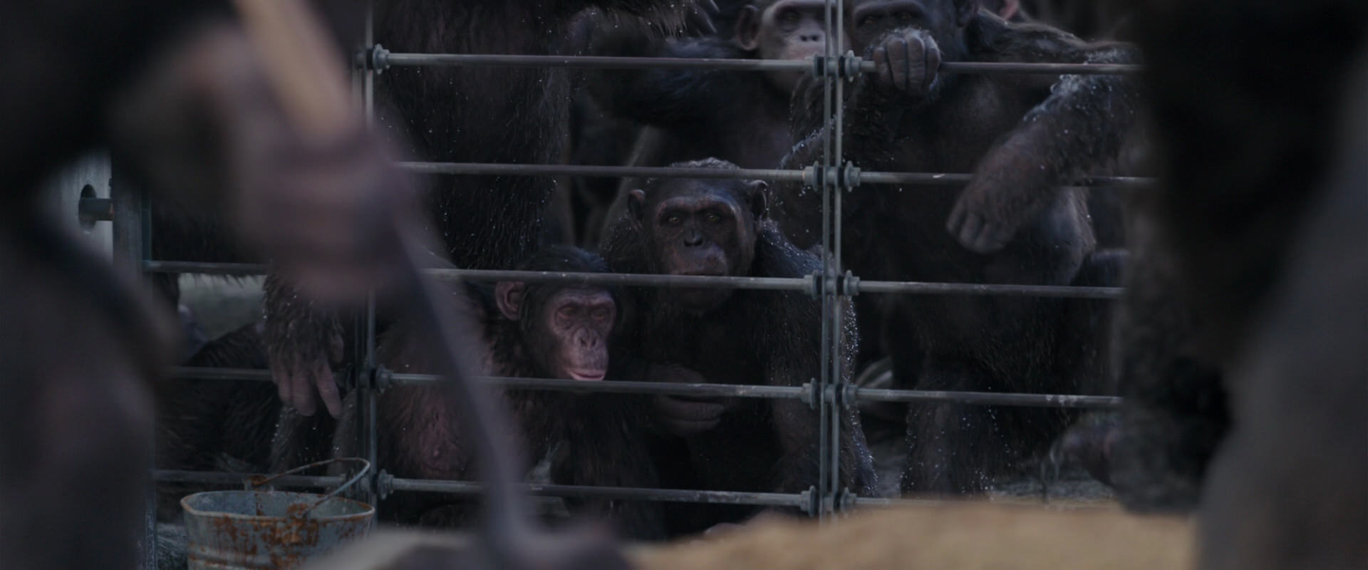 War for the Planet of the Apes (2017) HD screenshot 10181