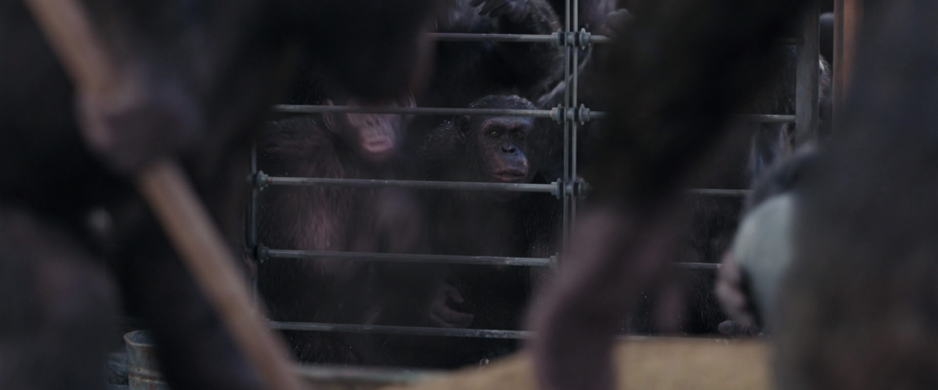 War for the Planet of the Apes (2017) screencap 10182