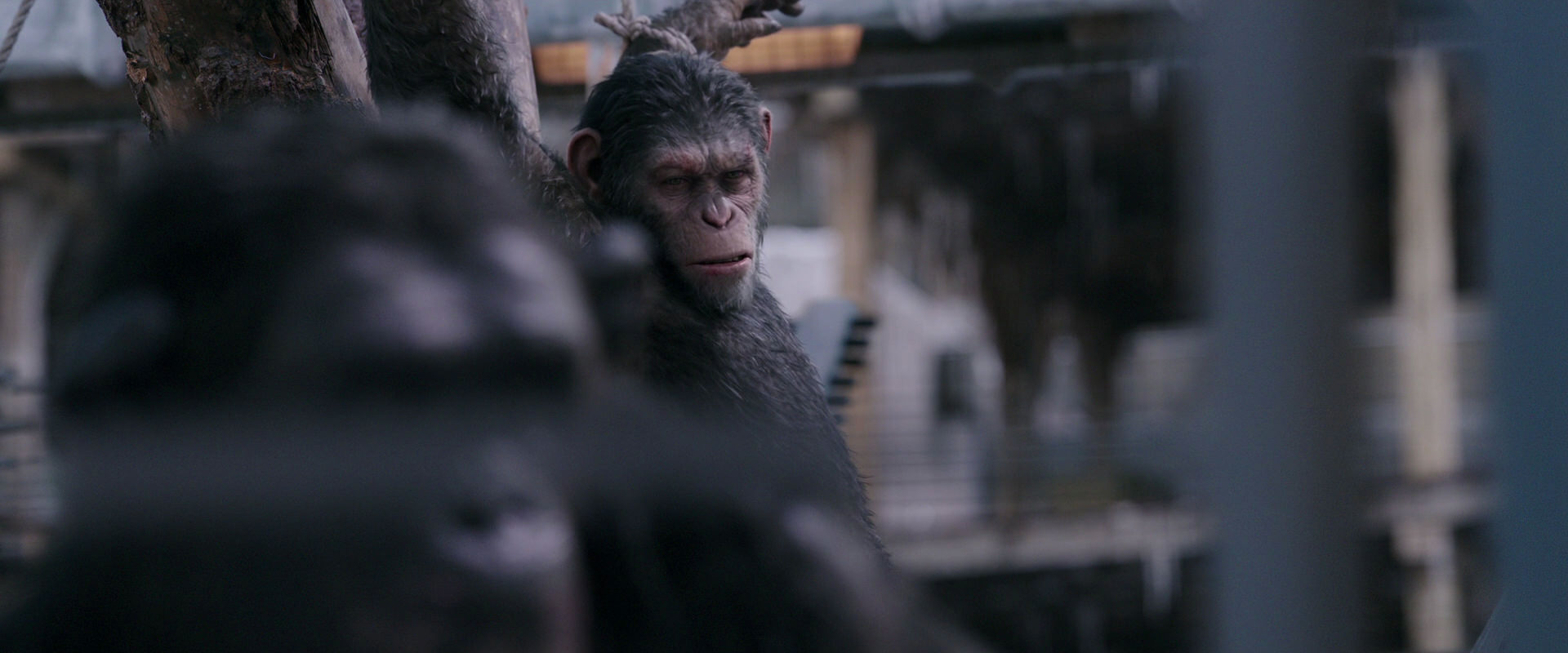 War for the Planet of the Apes (2017) screencap 10185