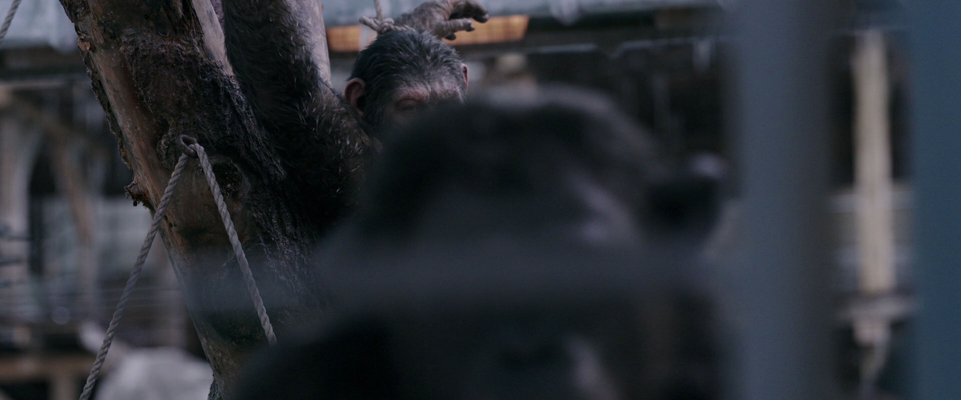 War for the Planet of the Apes (2017) movie still 10186