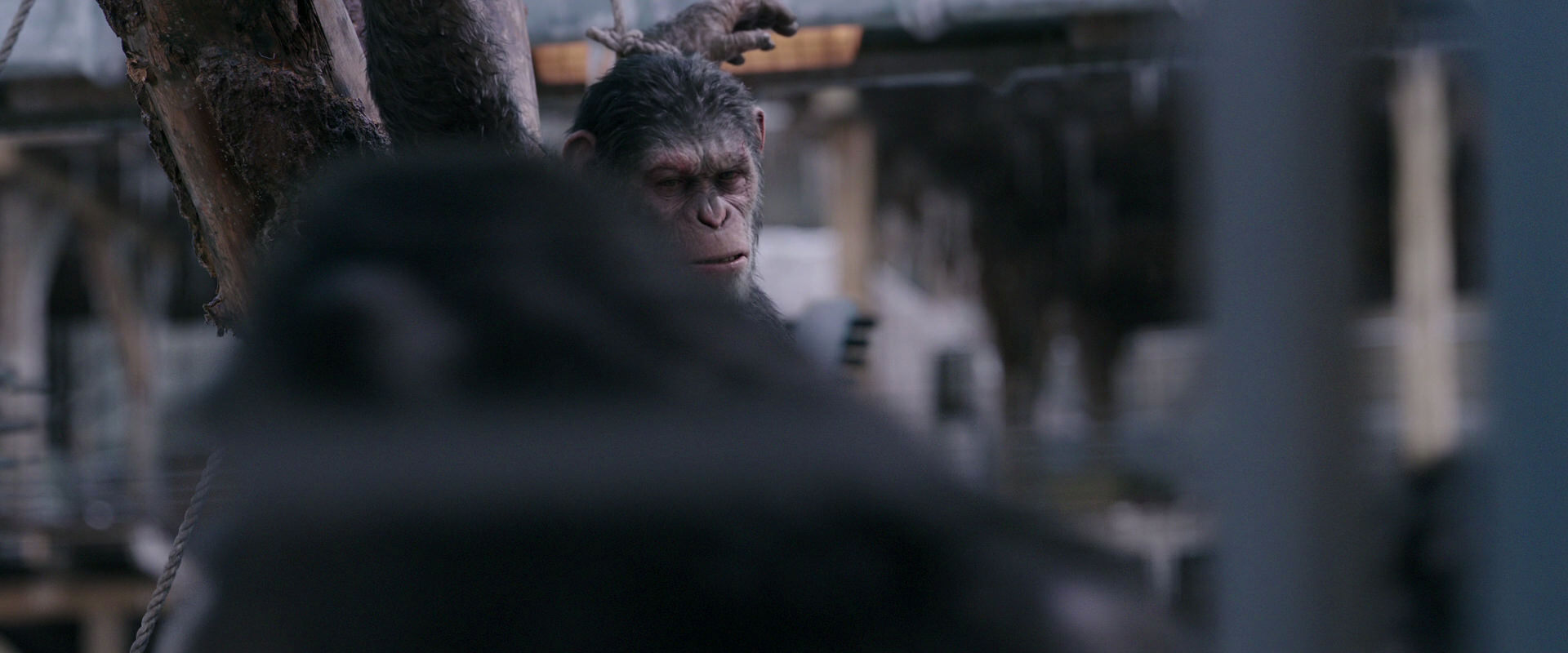 War for the Planet of the Apes (2017) HD screenshot 10187