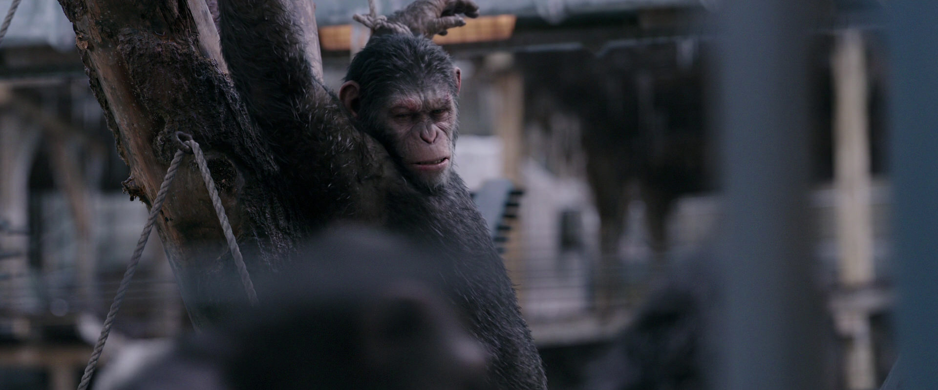 War for the Planet of the Apes (2017) screencap 10188