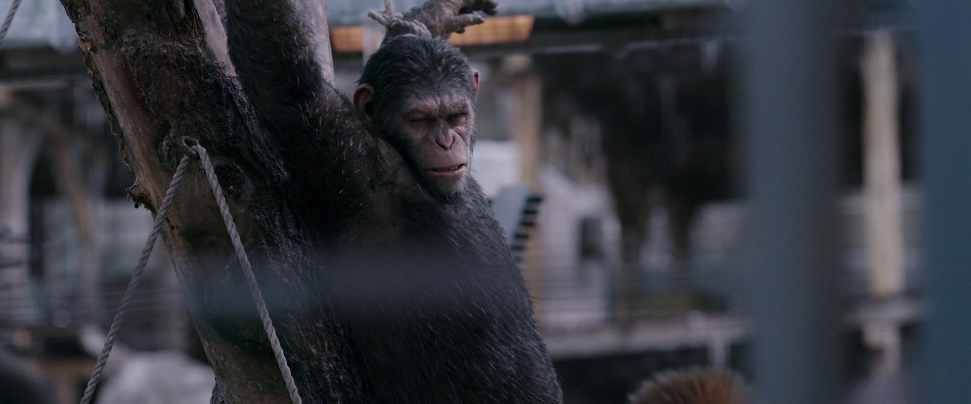War for the Planet of the Apes (2017) movie still 10189