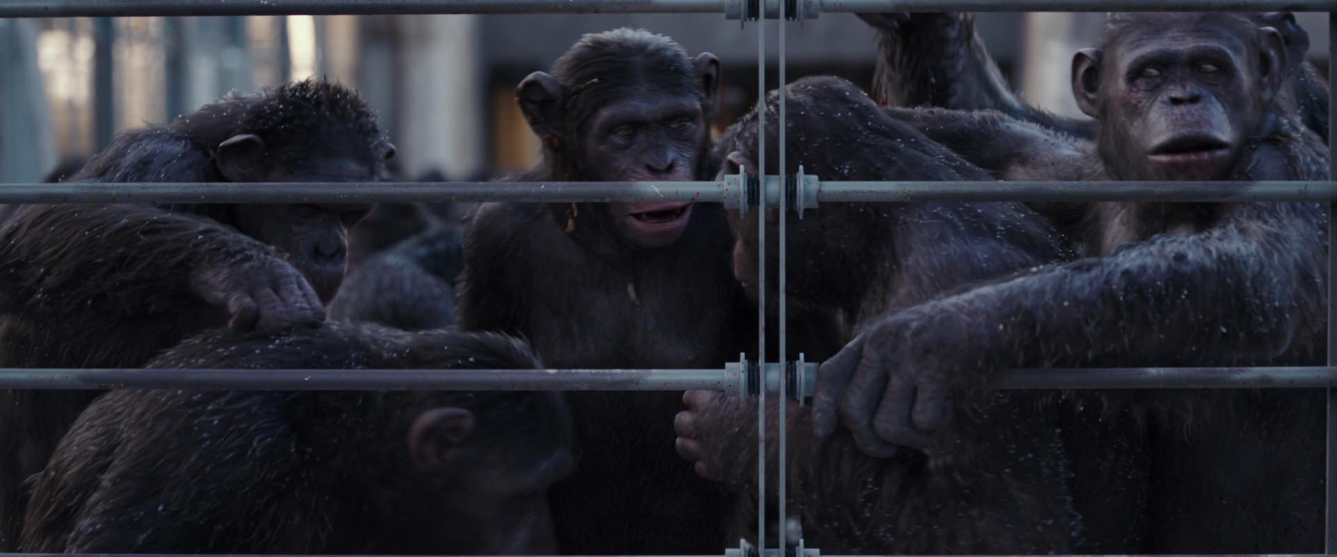 War for the Planet of the Apes (2017) HD screenshot 10202