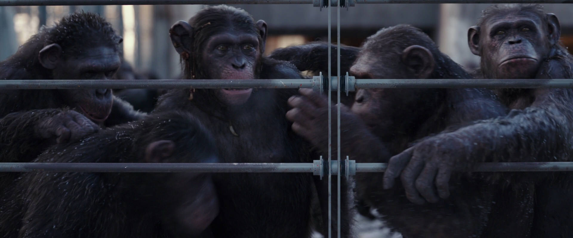 War for the Planet of the Apes (2017) screencap 10203