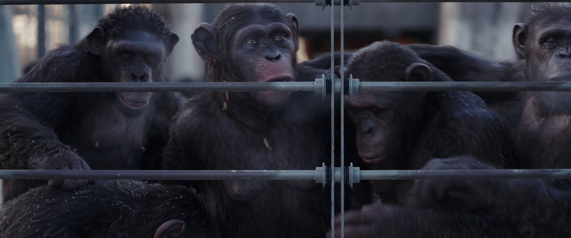 War for the Planet of the Apes (2017) movie still 10204