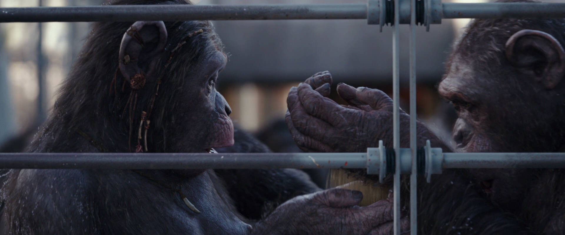 War for the Planet of the Apes (2017) movie still 10213