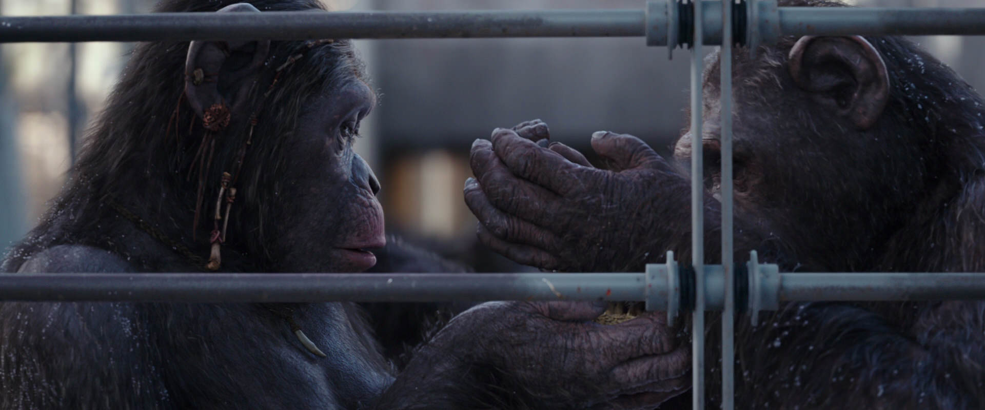 War for the Planet of the Apes (2017) HD screenshot 10214