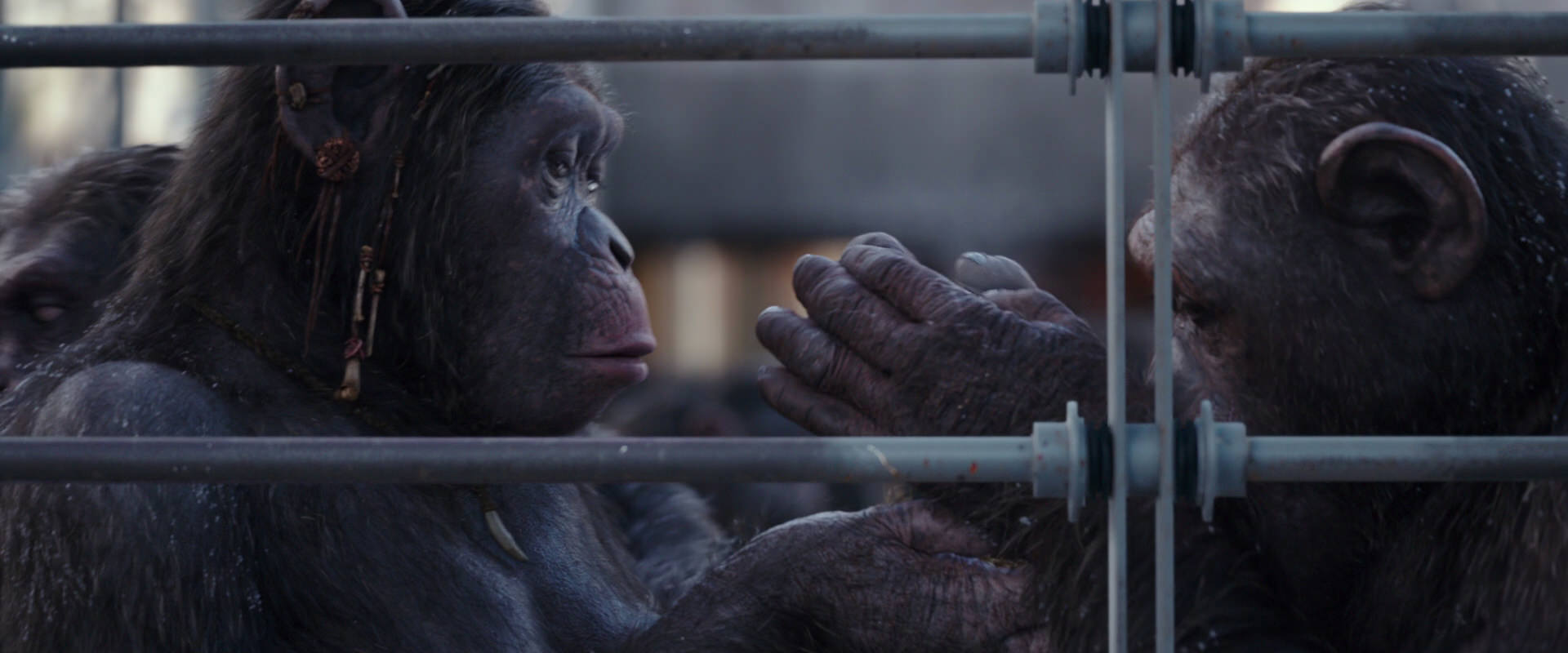 War for the Planet of the Apes (2017) screencap 10215