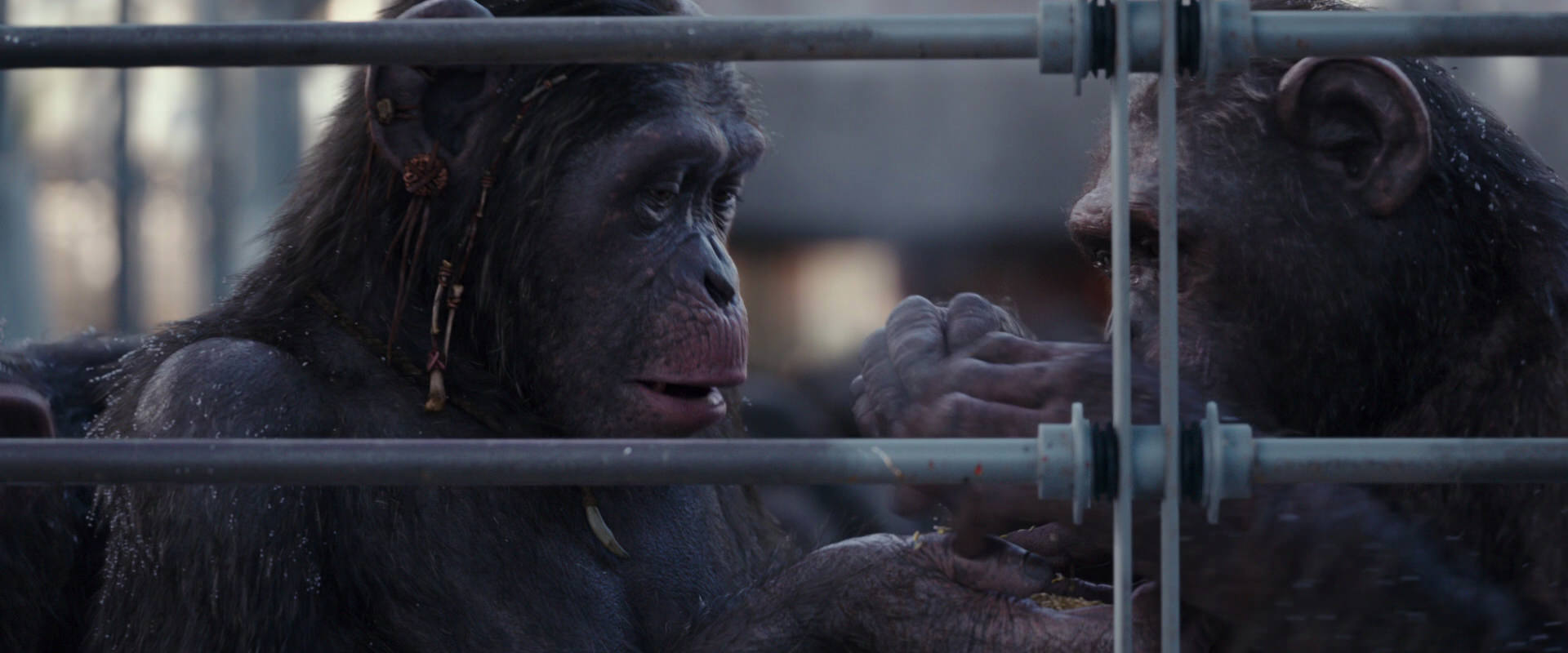War for the Planet of the Apes (2017) movie still 10216