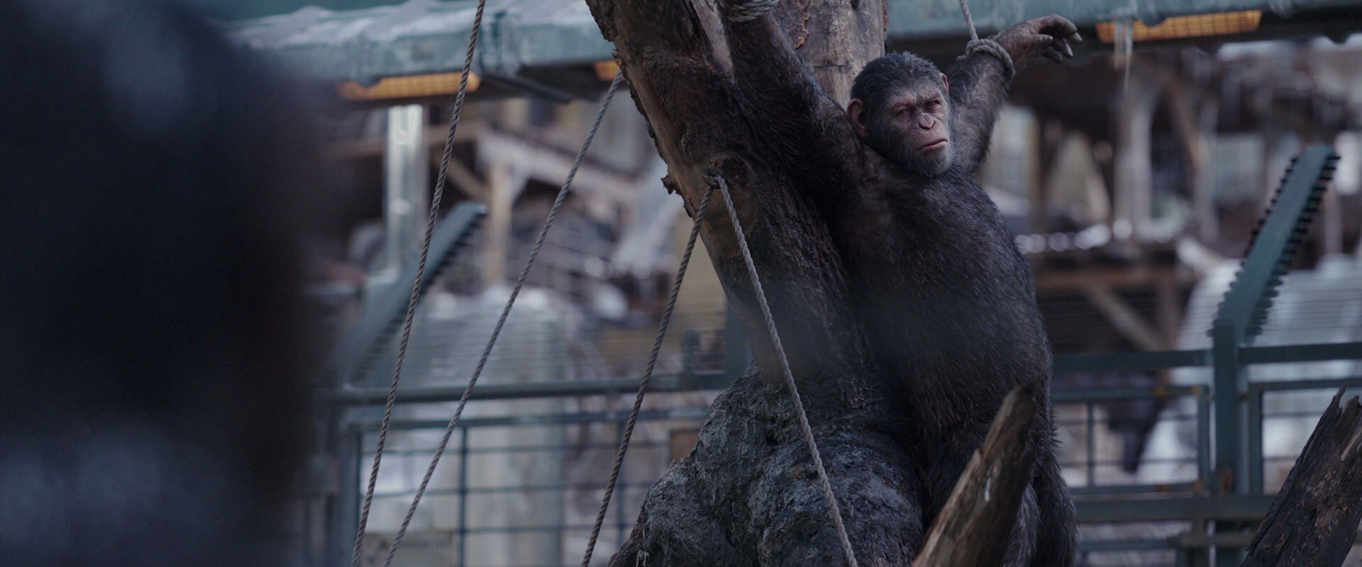 War for the Planet of the Apes (2017) movie still 10225