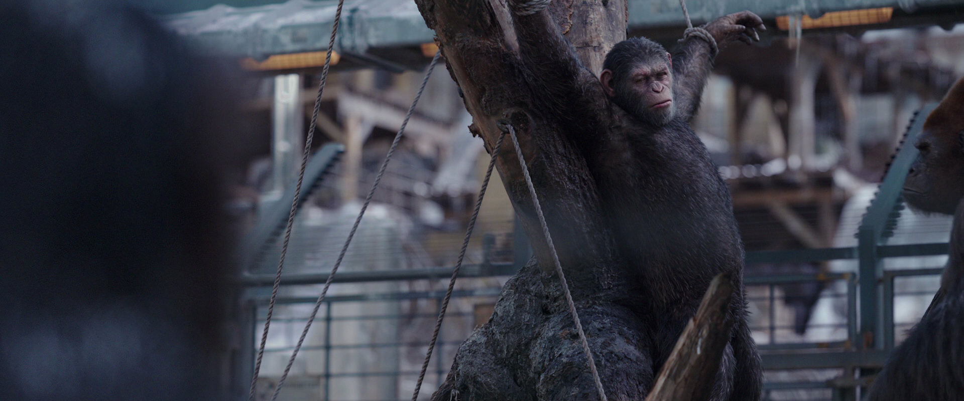 War for the Planet of the Apes (2017) HD screenshot 10226