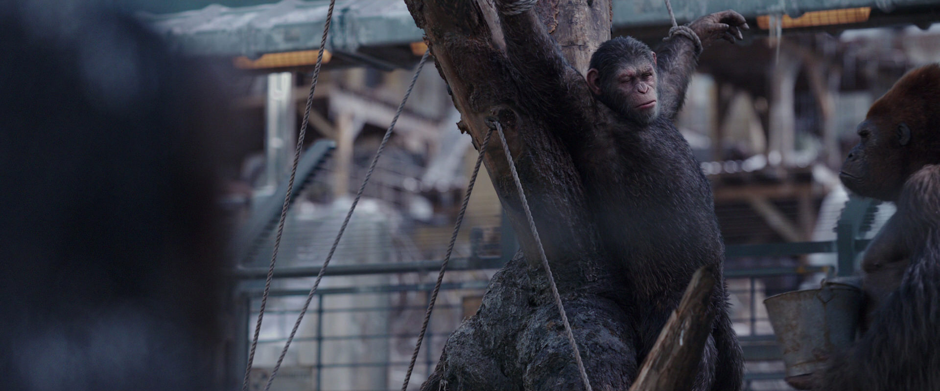 War for the Planet of the Apes (2017) screencap 10227