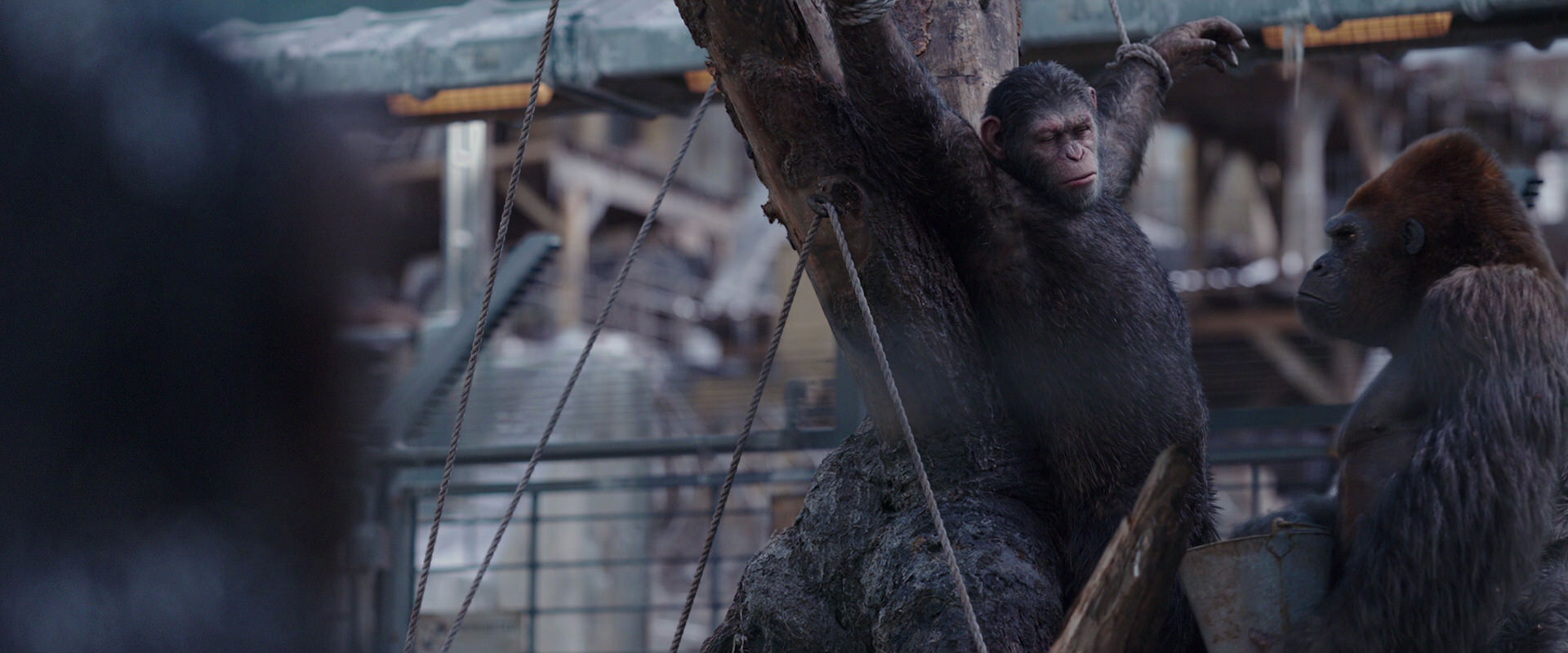 War for the Planet of the Apes (2017) movie still 10228