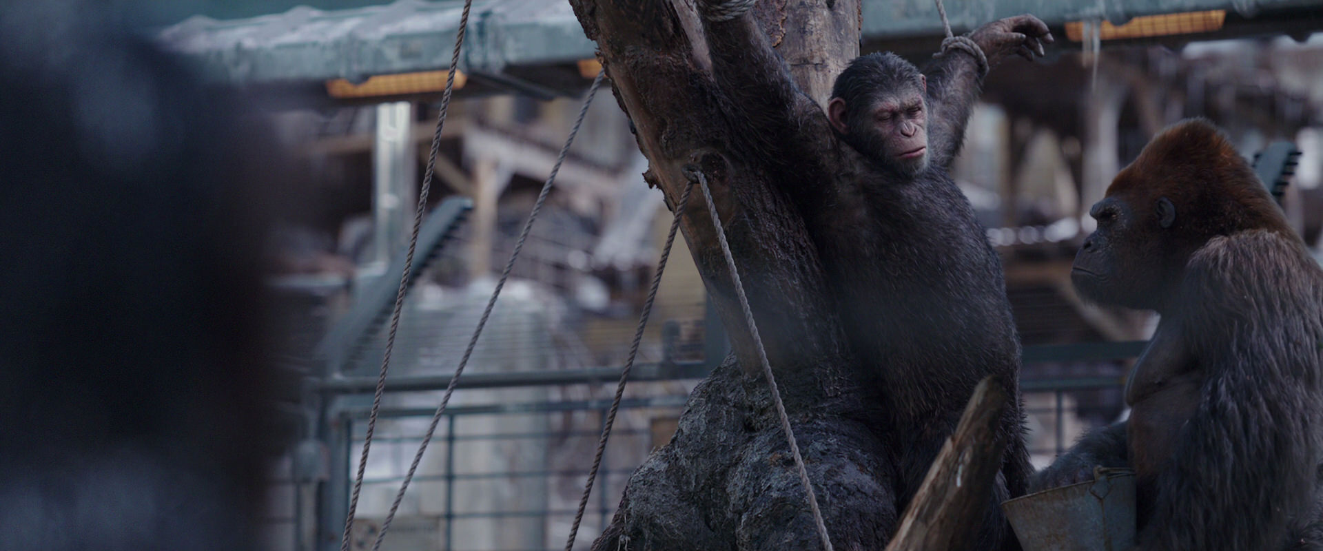 War for the Planet of the Apes (2017) HD screenshot 10229