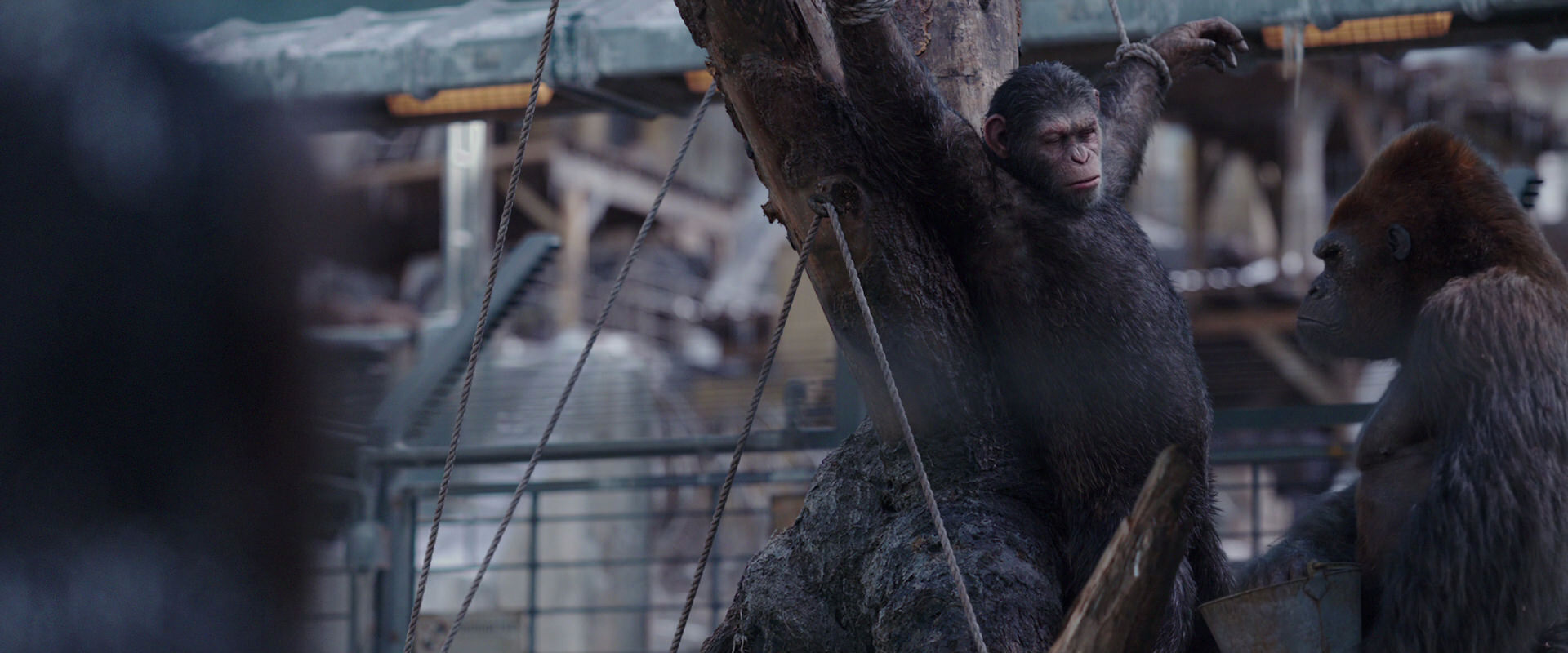 War for the Planet of the Apes (2017) screencap 10230