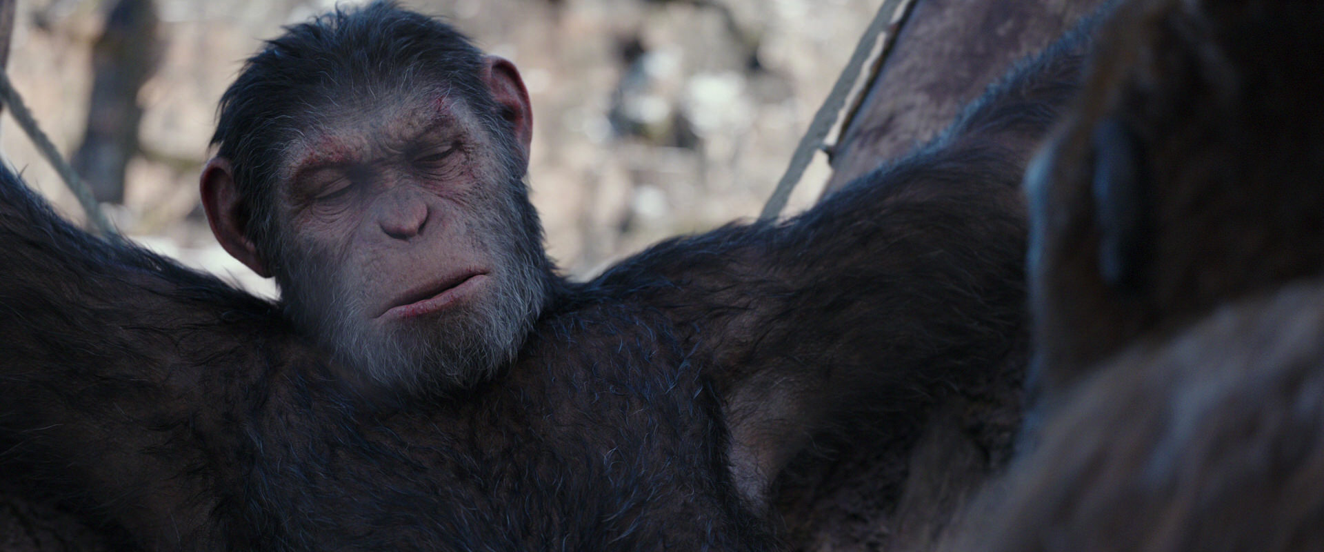 War for the Planet of the Apes (2017) movie still 10231