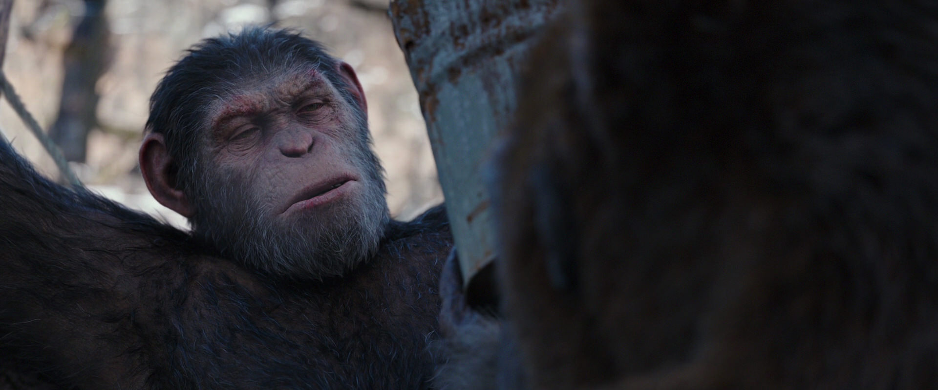 War for the Planet of the Apes (2017) movie still 10237