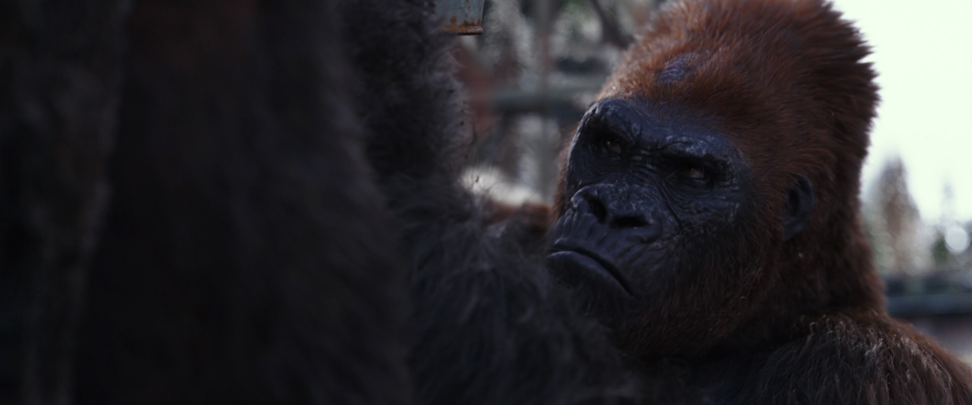 War for the Planet of the Apes (2017) HD screenshot 10238