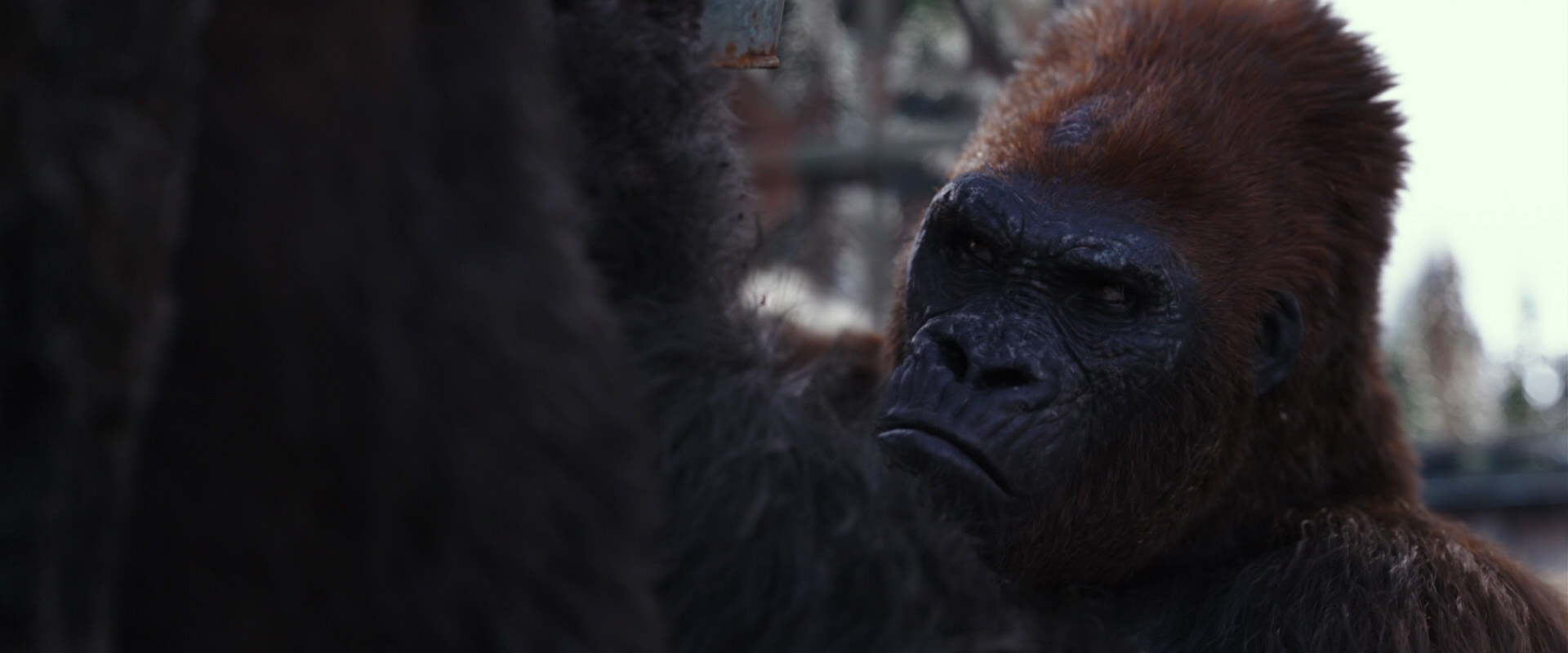 War for the Planet of the Apes (2017) screencap 10239